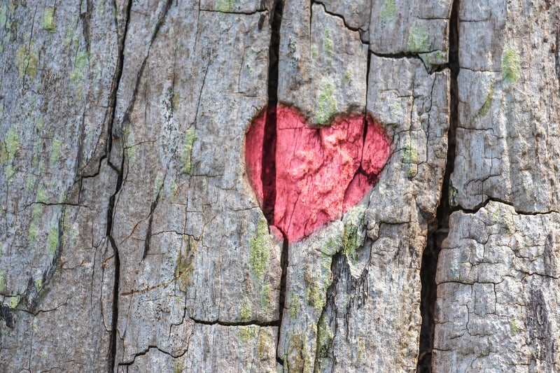 The Last Tree
